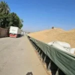 انتظام توريد 53 ألف طن قمح إلى المنيا