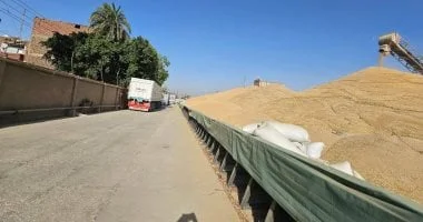 انتظام توريد 53 ألف طن قمح إلى المنيا