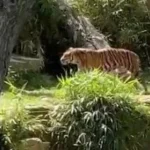 جولة داخل حديقة حيوان واشنطن: نمور وأسود تثير الإعجاب