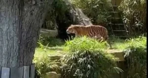 جولة داخل حديقة حيوان واشنطن: نمور وأسود تثير الإعجاب