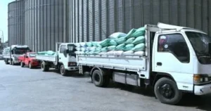 توريد 8 آلاف و243 طن قمح في كفر الشيخ