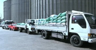 توريد 8 آلاف و243 طن قمح في كفر الشيخ