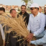 محافظ المنيا يشارك في حصاد القمح بقرية بني حكم