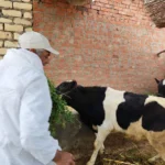 ختام الحملة القومية للتحصين ضد الجلد العقدي وجدري الأغنام