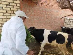 ختام الحملة القومية للتحصين ضد الجلد العقدي وجدري الأغنام