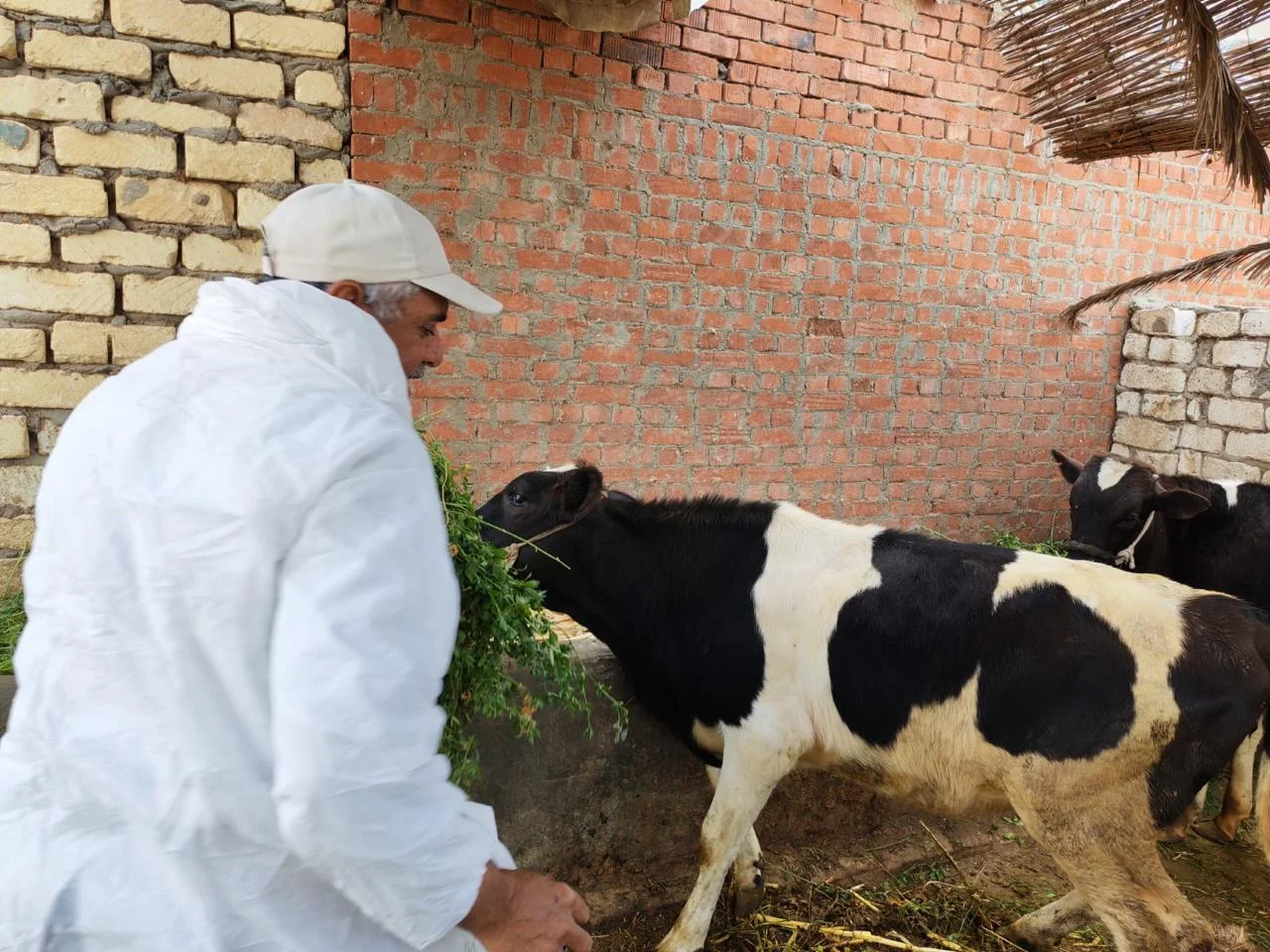 ختام الحملة القومية للتحصين ضد الجلد العقدي وجدري الأغنام