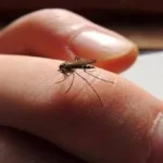 طرق طبيعية للتخلص من الناموس في الصيف