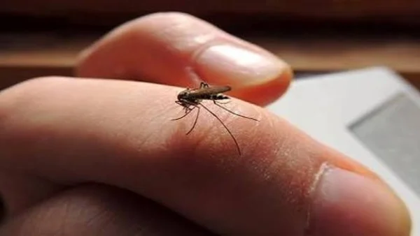 طرق طبيعية للتخلص من الناموس في الصيف