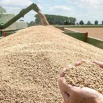 توريد 53 ألف طن قمح في المنيا خلال الموسم الحالي