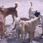 ضبط زوجين بتهمة تسميم كلاب ضالة بالهرم