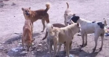 ضبط زوجين بتهمة تسميم كلاب ضالة بالهرم