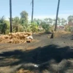 جهود إزالة مكامير الفحم المخالفة في أسيوط