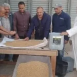 توريد 9 آلاف طن من القمح في المنوفية