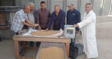 توريد 9 آلاف طن من القمح في المنوفية