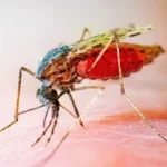 الصحة العالمية: 47 دولة خالية من الملاريا