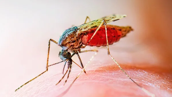 الصحة العالمية: 47 دولة خالية من الملاريا