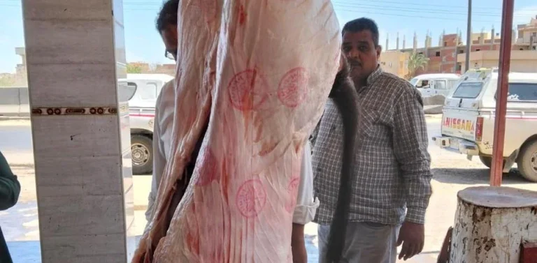 حملات رقابية لمواجهة ذبح "البتلو" خارج المجازر