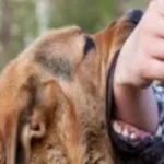 غرامات مشددة لمخالفي قانون تنظيم حيازة الكلاب الخطرة