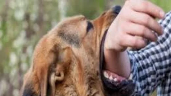 غرامات مشددة لمخالفي قانون تنظيم حيازة الكلاب الخطرة