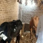 تحصين 91,413 رأس ماشية في قنا ضد الأمراض الوبائية