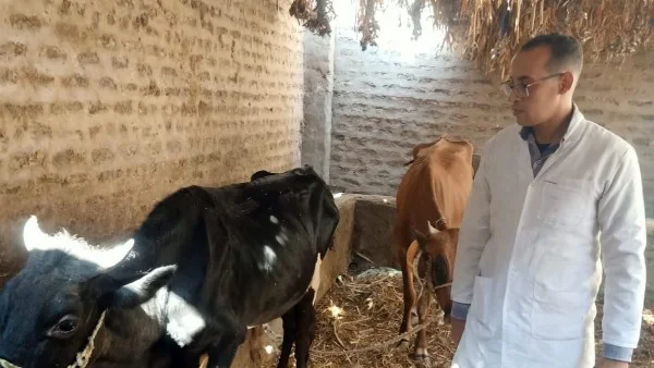 تحصين 91,413 رأس ماشية في قنا ضد الأمراض الوبائية