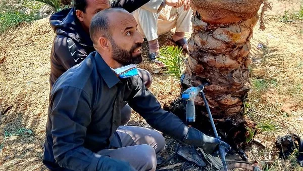 يوم حقلي لتدريب المزارعين على مكافحة سوسة النخيل بالإسماعيلية