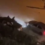 وقوعات خطرة تهدد حياة المواطنين في الغربية