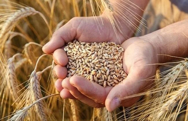 استقبال 12 ألف طن قمح في البحيرة منذ فتح باب التوريد