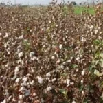 4 أصناف جديدة من القطن فائقة الجودة