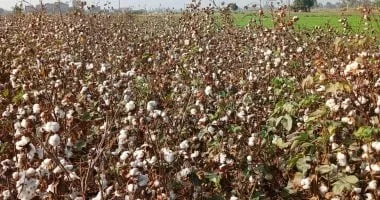 4 أصناف جديدة من القطن فائقة الجودة