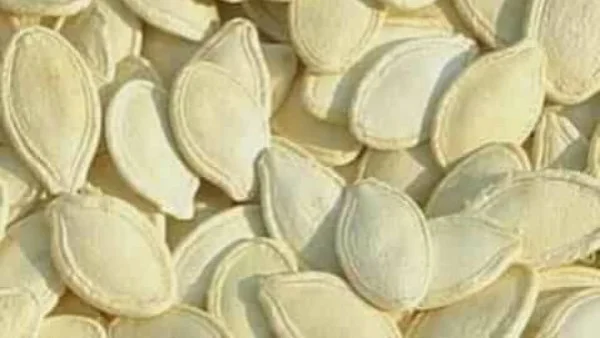 فوائد لب الكوسة لجسمك