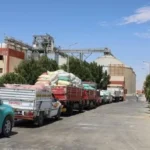 الوادي الجديد تواصل تصدرها في توريد القمح