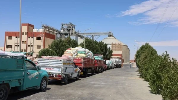 الوادي الجديد تواصل تصدرها في توريد القمح