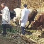 تحذير من الزراعة بشأن لقاحات غير موثوقة للماشية