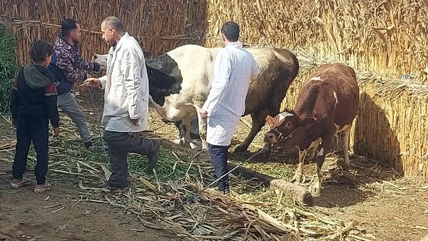 تحذير من الزراعة بشأن لقاحات غير موثوقة للماشية