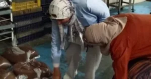 ضبط مصنع شوكولاتة غير مرخص في قويسنا