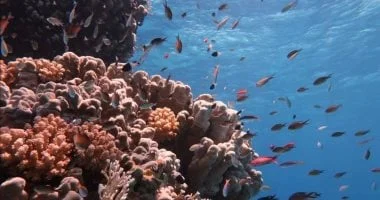 دعوة لزيارة مصر من التايمز البريطانية