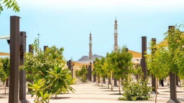 60 ألف شجرة تبرز جهود السعودية في تحسين بيئة الحج