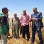 انطلاق حصاد القمح في الإسماعيلية وتسهيلات للتوريد