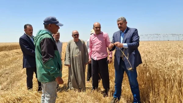 انطلاق حصاد القمح في الإسماعيلية وتسهيلات للتوريد
