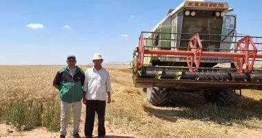 بدء حصاد القمح في الإسماعيلية وتوجيهات لضمان التوريد