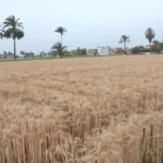 توريد 15223 طن قمح في محافظة البحيرة