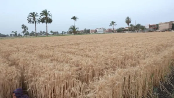 توريد 15223 طن قمح في محافظة البحيرة