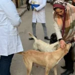 أرقام صادمة في حملة مكافحة الكلاب الحرة