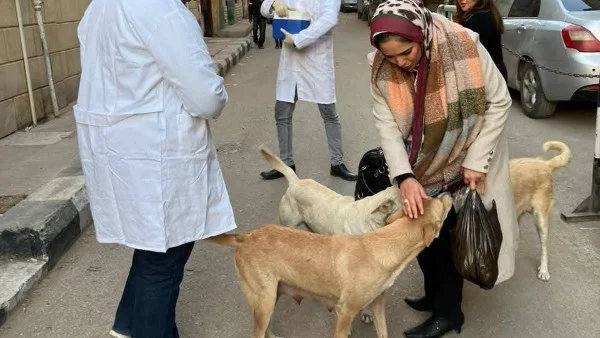 أرقام صادمة في حملة مكافحة الكلاب الحرة