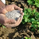 التحول للأسمدة الحيوية يدعم جودة المحاصيل في مصر