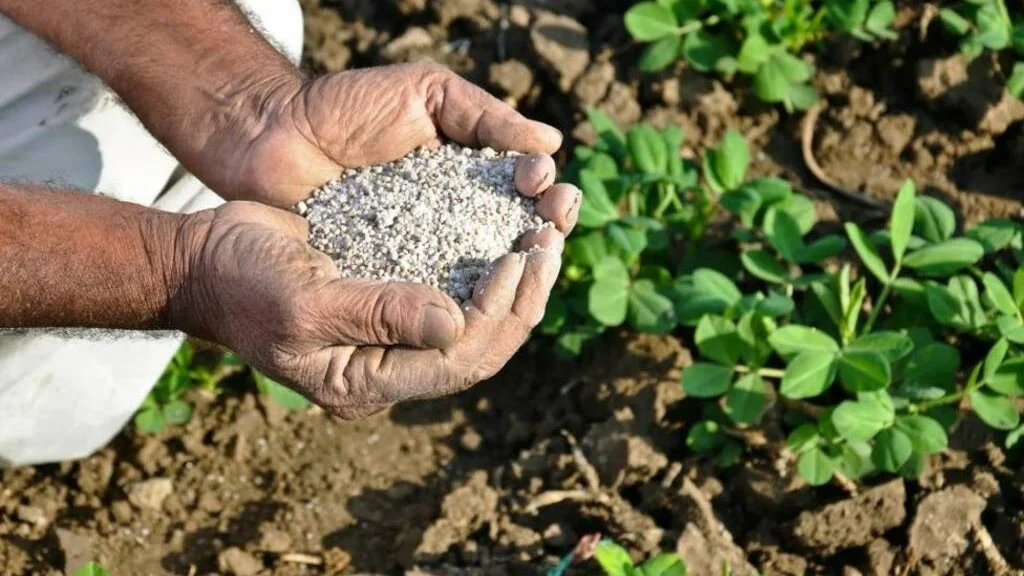 التحول للأسمدة الحيوية يدعم جودة المحاصيل في مصر