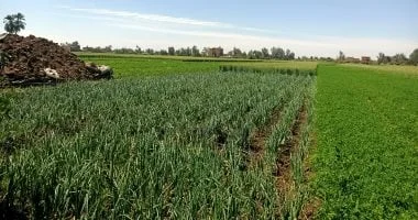 الثوم يتصدر زراعات المنوفية بمساحة 500 فدان