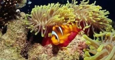 كهوف الشعاب المرجانية في البحر الأحمر