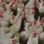 تخفيض 20% على أسعار شحن منتجات الدواجن لدعم الصادرات